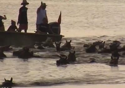Chincoteague Pony Swim Has Rich History