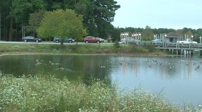 Geese in Ocean Pines