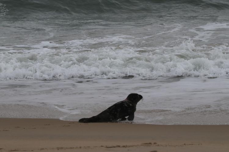 Seal in Ocean.jpg