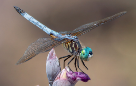 Blue Dasher