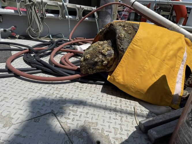Turtle in distress