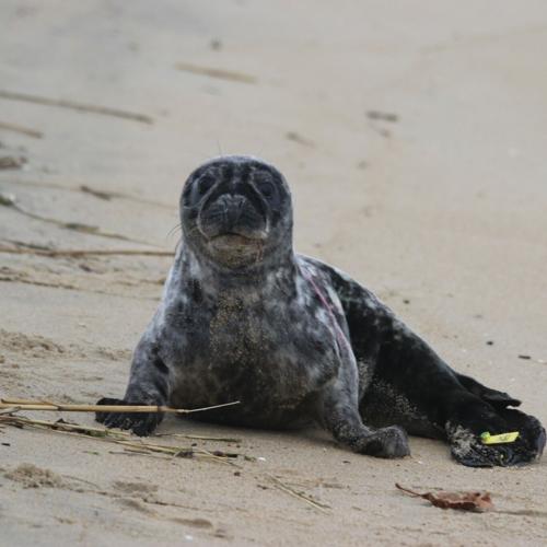 Seal.jpg