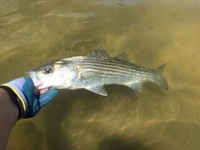 Striped Bass