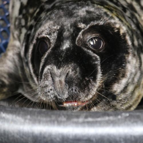 Seal rescued in Bethany.jpg