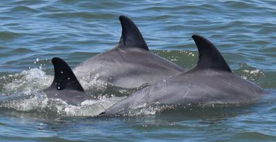Dolphins