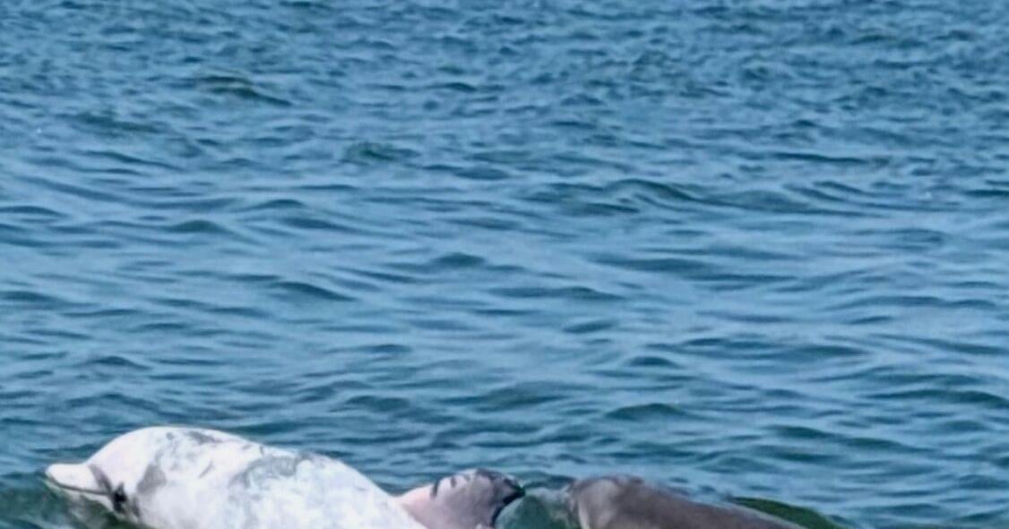 MERR Institute monitors rare dolphins off Delmarva coast