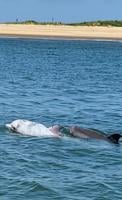A photo of two dolphins in the water, near a beach.