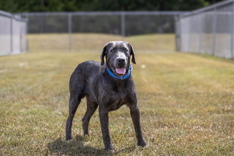 Looking for a forever home