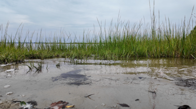  Shoreline with grass in the background
