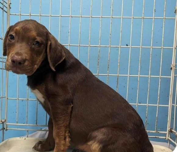 Dogs in urgent need of foster families