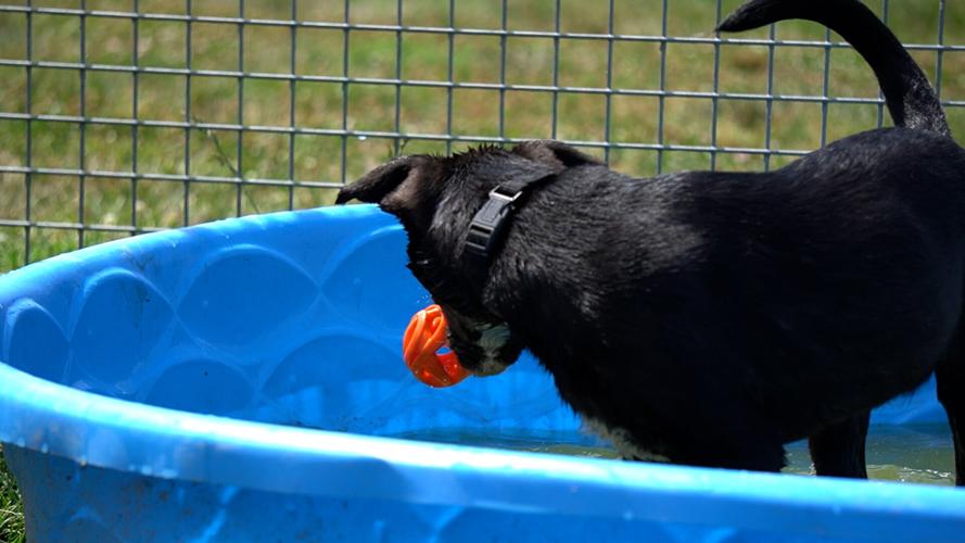 Dogs at HAP