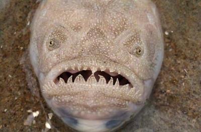 Scary-Looking, Strange Fish Found in Area Sand