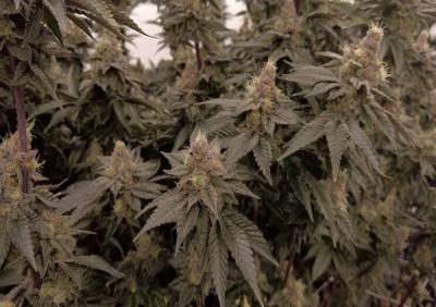 marijuana