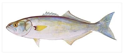 DNREC Bluefish