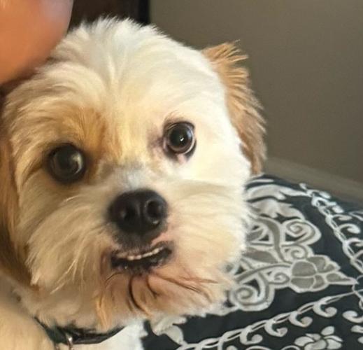 Millsboro dog stolen