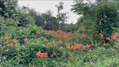 Orange Daylily