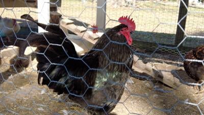 Milton Town Council Discusses Allowing Backyard Chickens