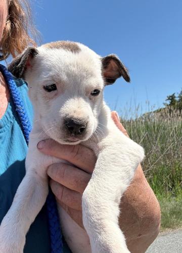 Puppy