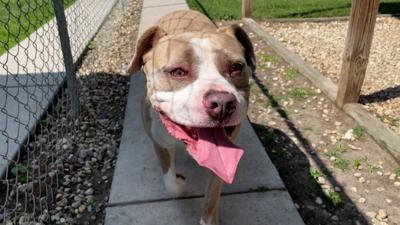 "Race for the Paws" Returns in Person Saturday