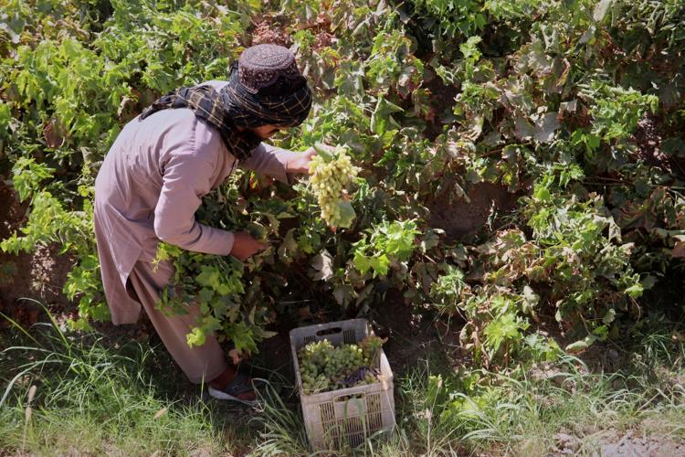 Afghanistan Grapes to Raisins