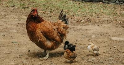 Chicken