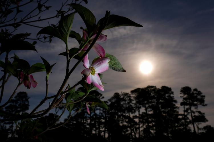 Masters Flowers Golf