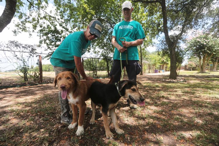 Screwworm Animal Shelters