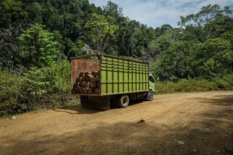 Indonesia Deforestation Biomass