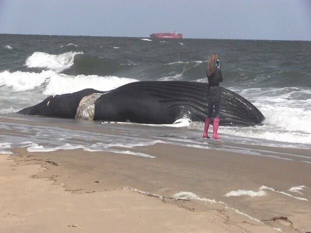 Whale Watching in Rehoboth Beach: An Ultimate Guide