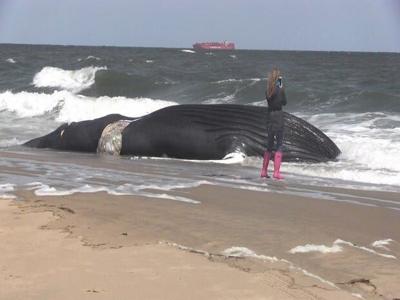 Humpback Whale Washes Up on Rehoboth Beach Shore
