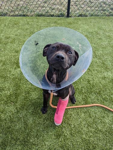 Wildflower, wearing a cast and cone. Courtesy Brandywine Valley SPCA.