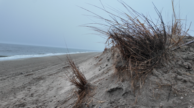 Broadkill Beach dunes