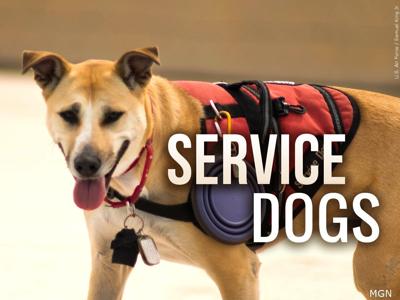 Service dogs