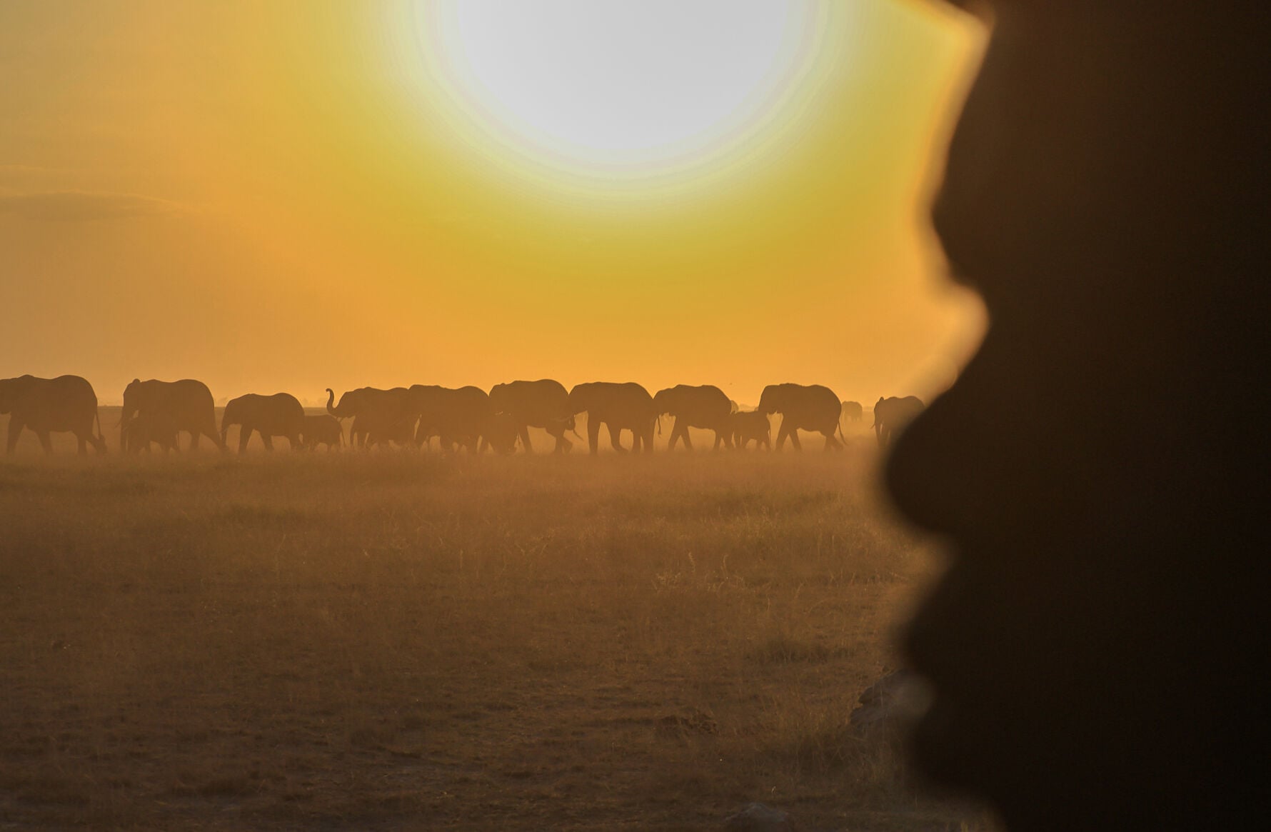 APTOPIX Kenya Dead Elephants