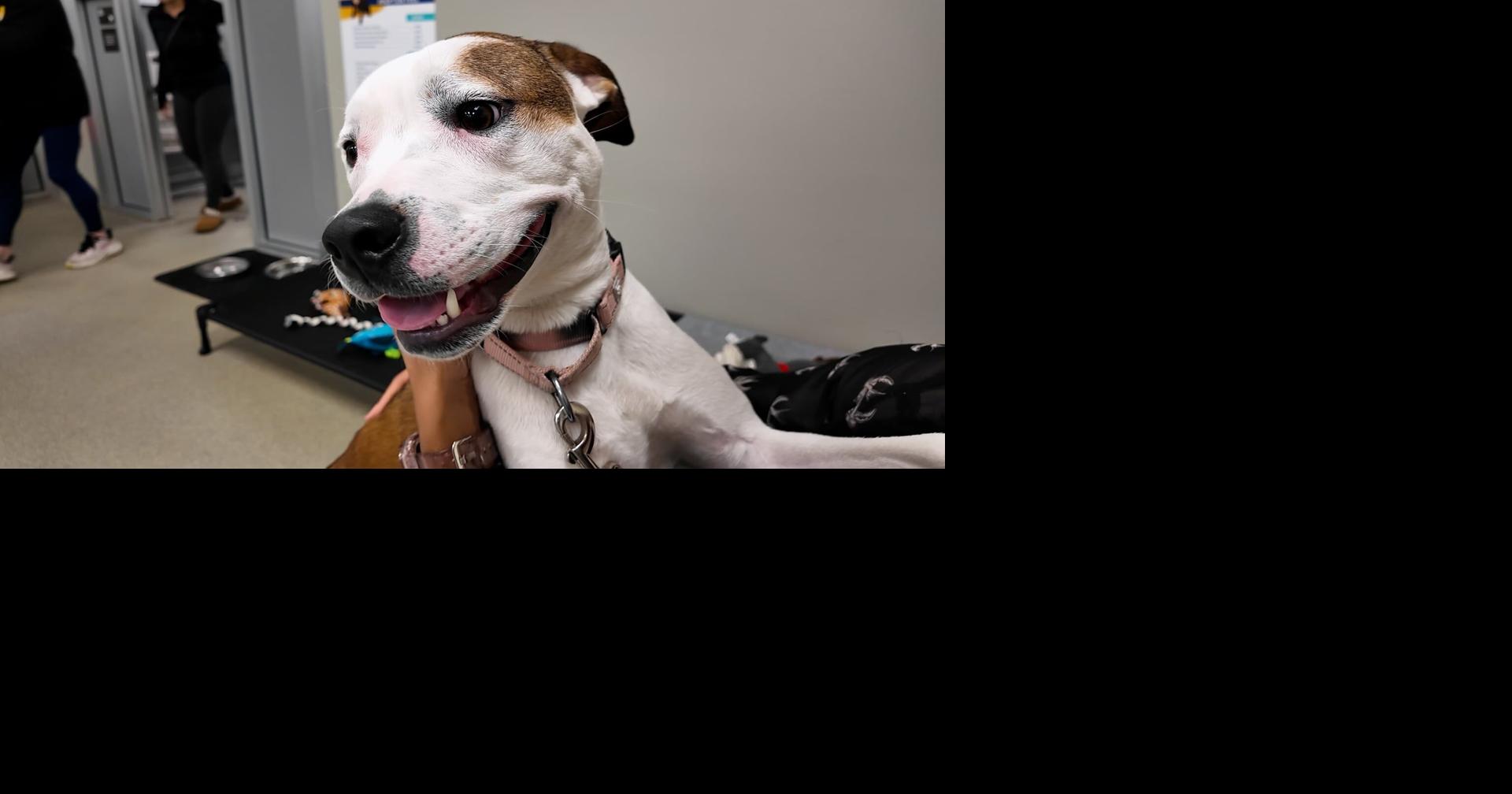 Pet of the Week: Meet Chowder | | coasttv.com