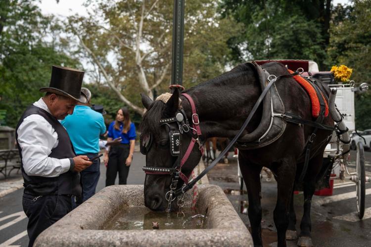 Central Park Horse Carriages