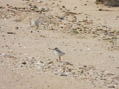 Piping plover chicks