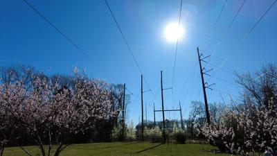 Trees in Milton