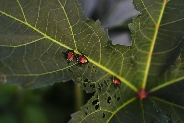 Climate Heat Specialty Crop Farms