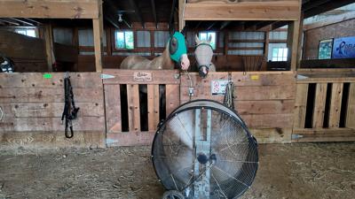 Horses