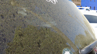 Pollen Proving To Be A Nuisance In Sussex County