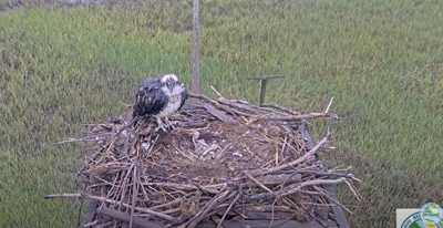 Watch them grow: Osprey chicks hatch at DuPont Nature Center