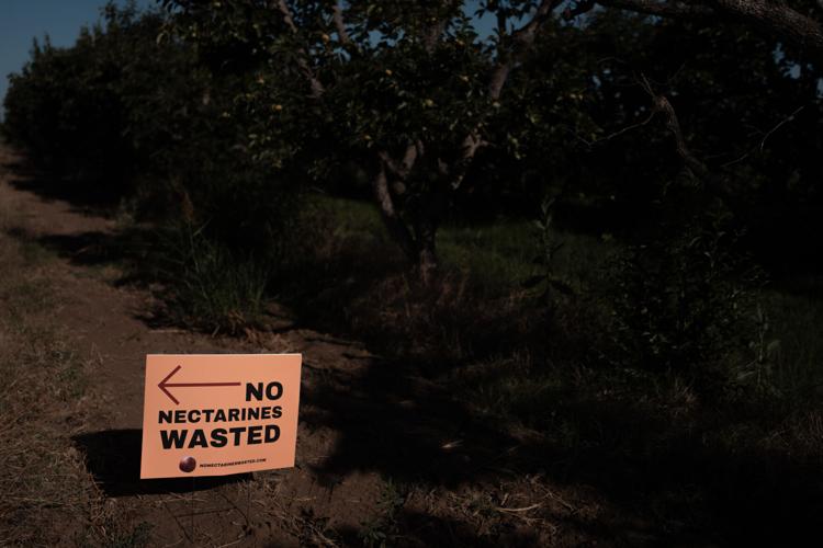 Nectarine Battle California