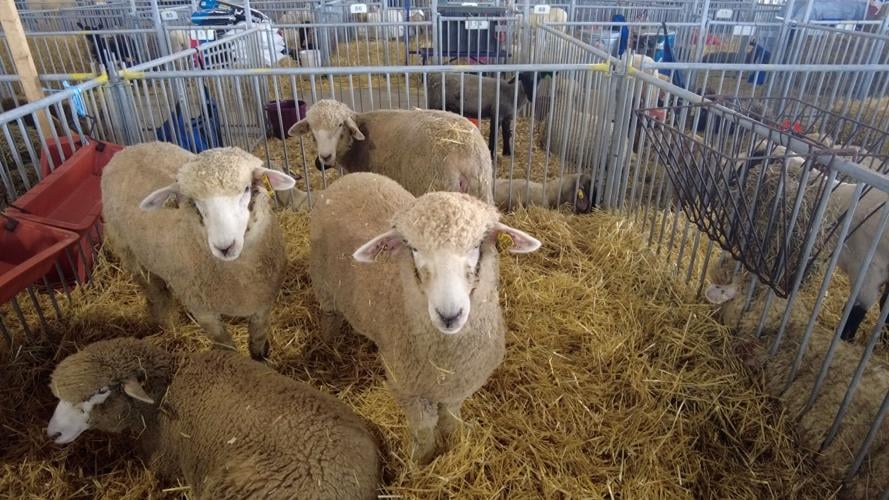 Sheep