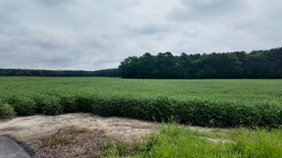A land being considered for one of two solar fields. 