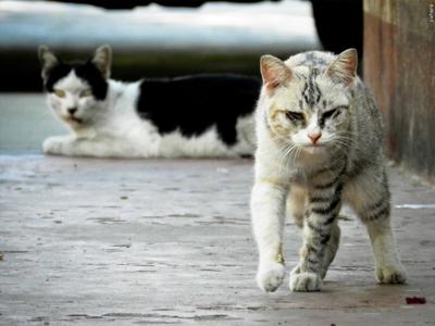cats