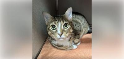 BVSPCA