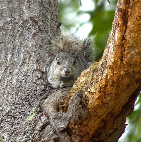 Delmarva fox squirrels