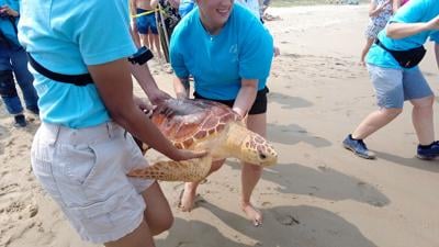 MERR Institute Released Three Endangered Sea Turtles Back into the Ocean