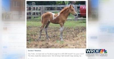 Missing Chincoteague Pony Found Dead